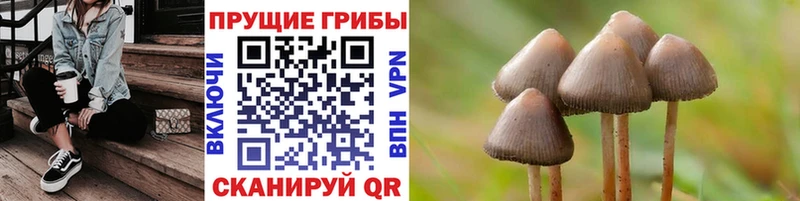 Псилоцибиновые грибы Psilocybine cubensis  Ачинск 
